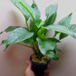 Anubias heterophylla Extra Large MOTHER POT