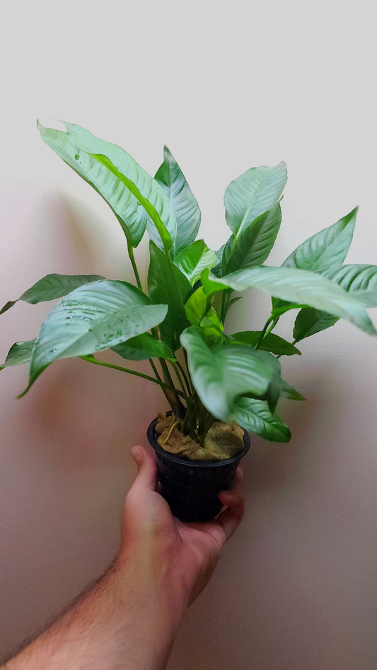 Anubias heterophylla Extra Large MOTHER POT