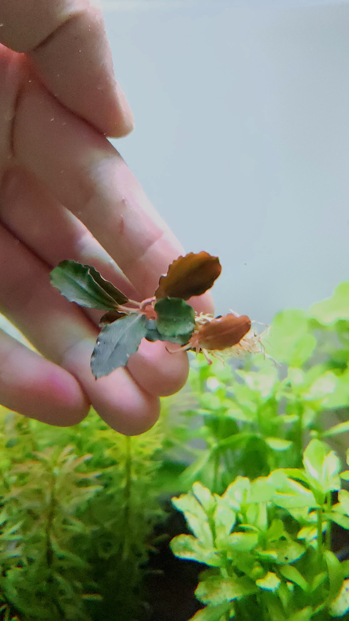 BUCEPHALANDRA BROWNIE PURPLE