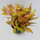 Nesaea pedicellata sp. "golden"