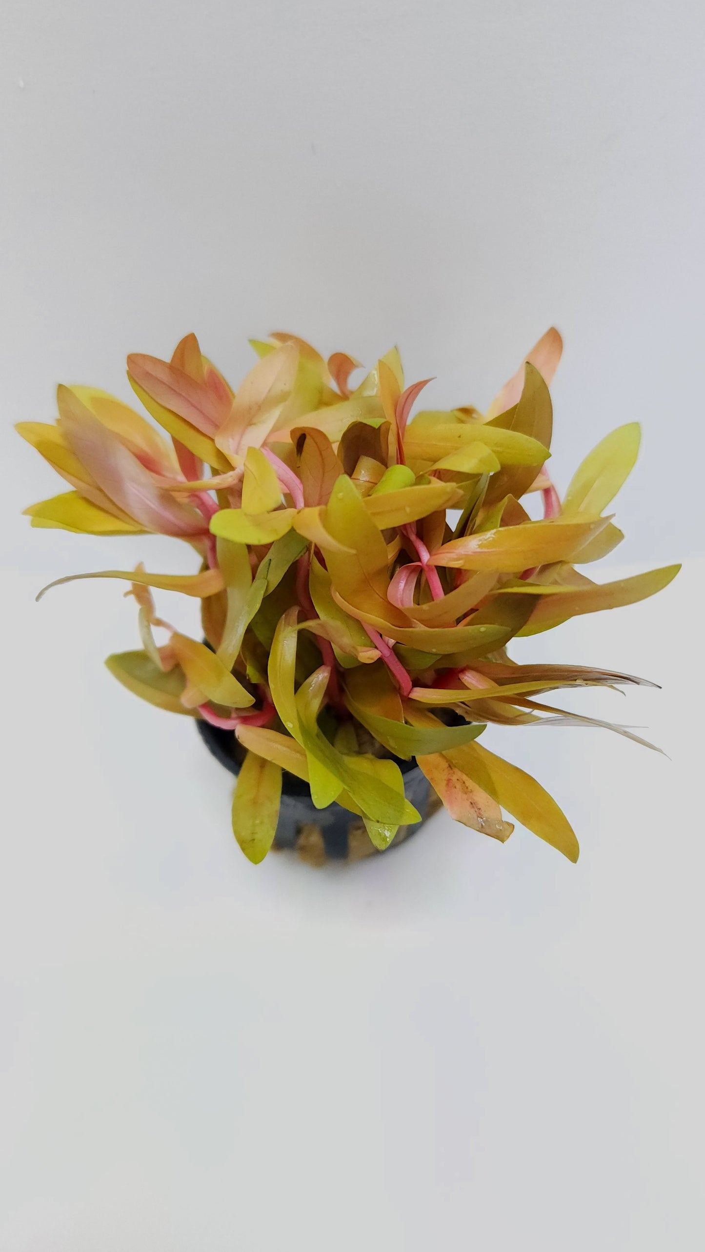 Nesaea pedicellata sp. "golden"