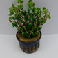 Rotala macrandra pearl