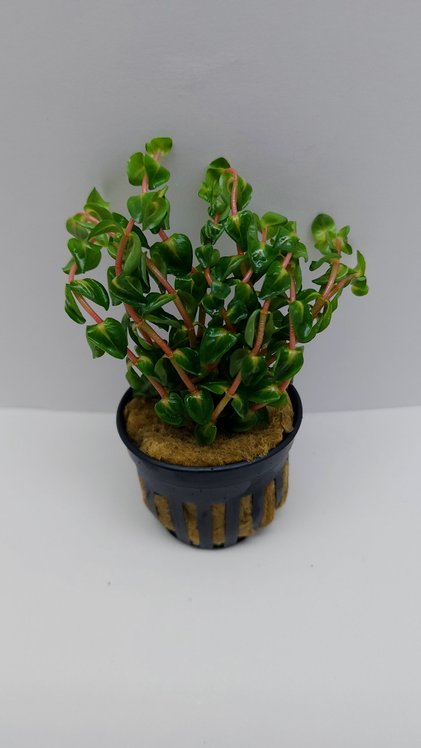 Rotala macrandra pearl