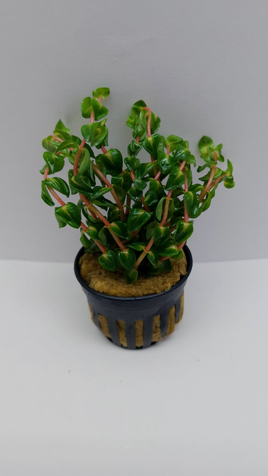 Rotala macrandra pearl