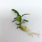 BUCEPHALANDRA SP. BIBILIS SKYBLUE
