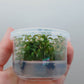 Ludwigia senegalensis (guinea) T/C CUP