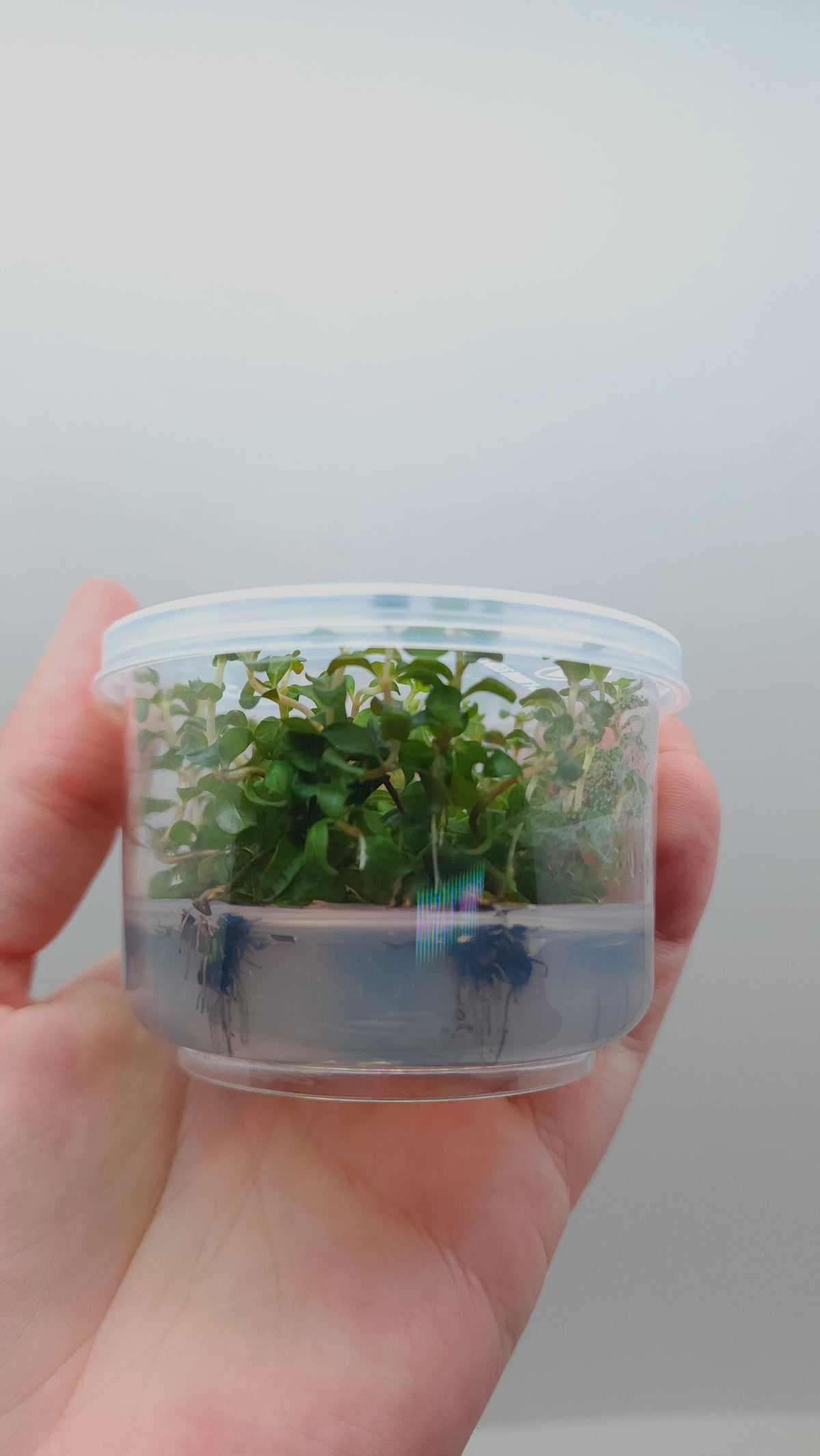 Ludwigia senegalensis (guinea) T/C CUP