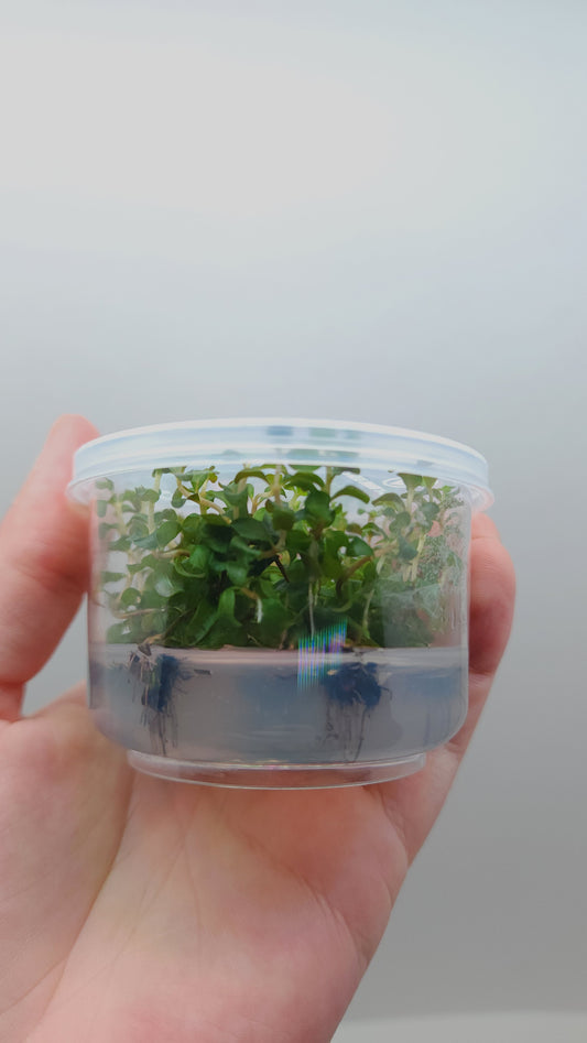 Ludwigia senegalensis (guinea) T/C CUP