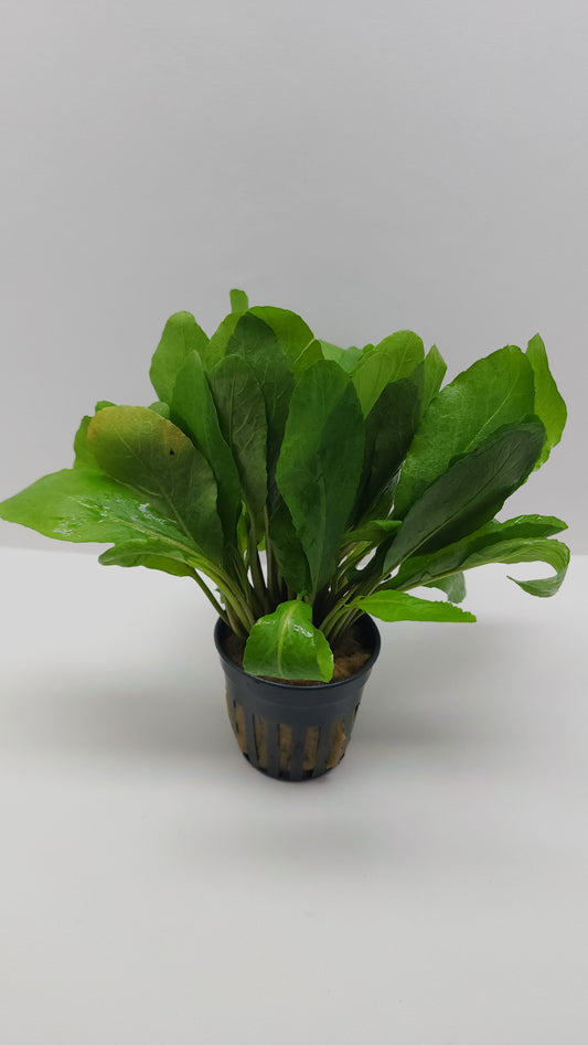 Rorippa aquatica