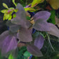 Lagenandra meeboldii red round