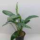 Anubias hastifolia MOTHER POT