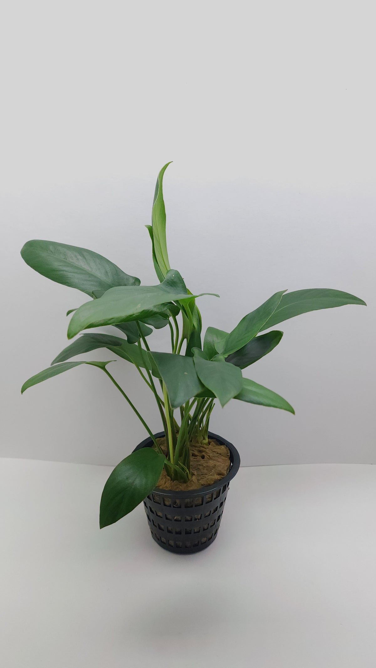 Anubias hastifolia MOTHER POT
