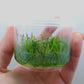 Lilaeopsis novae-zelandiae T/C CUP