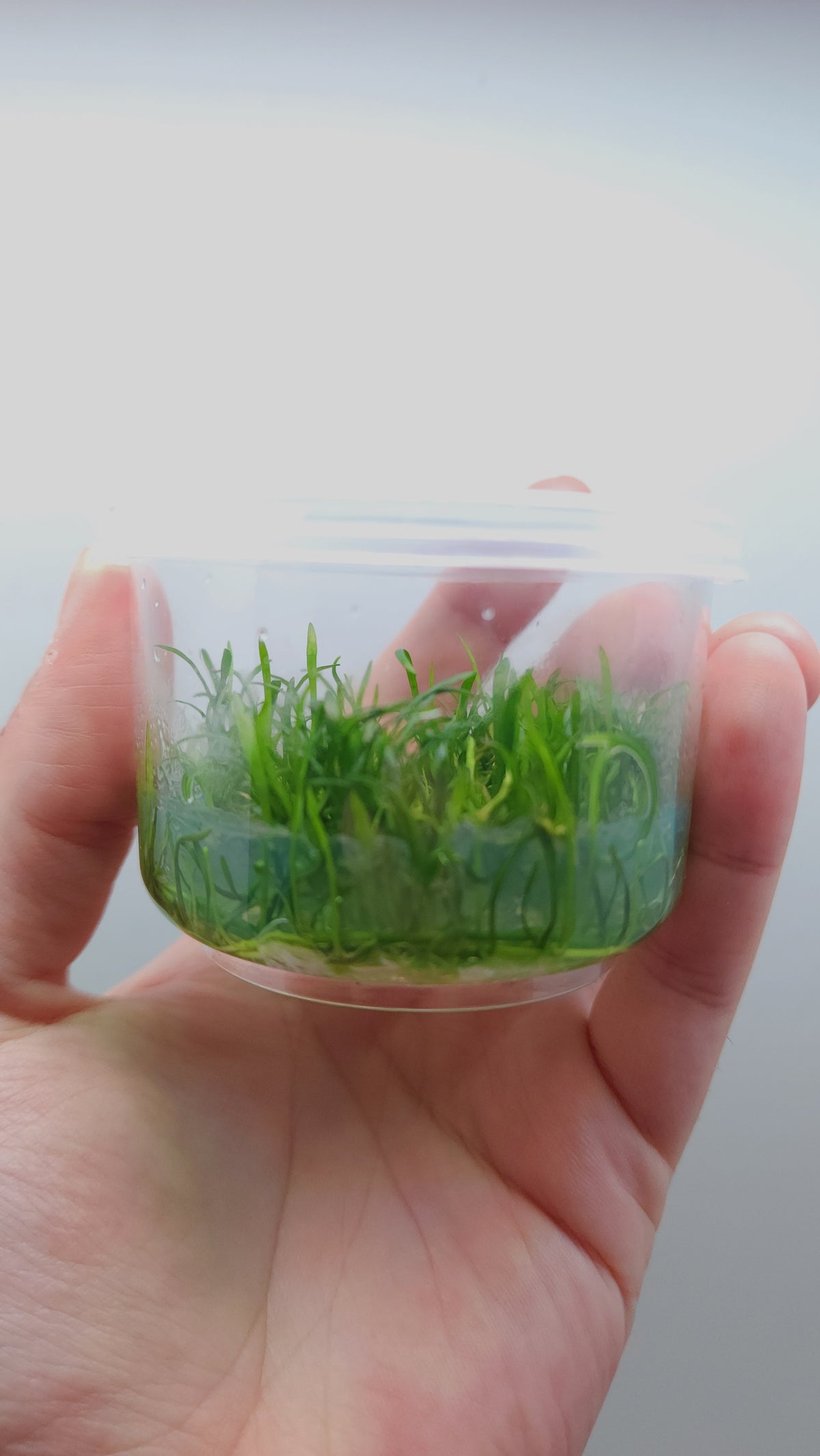 Lilaeopsis novae-zelandiae T/C CUP