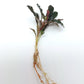 BUCEPHALANDRA BROWNIE PURPLE