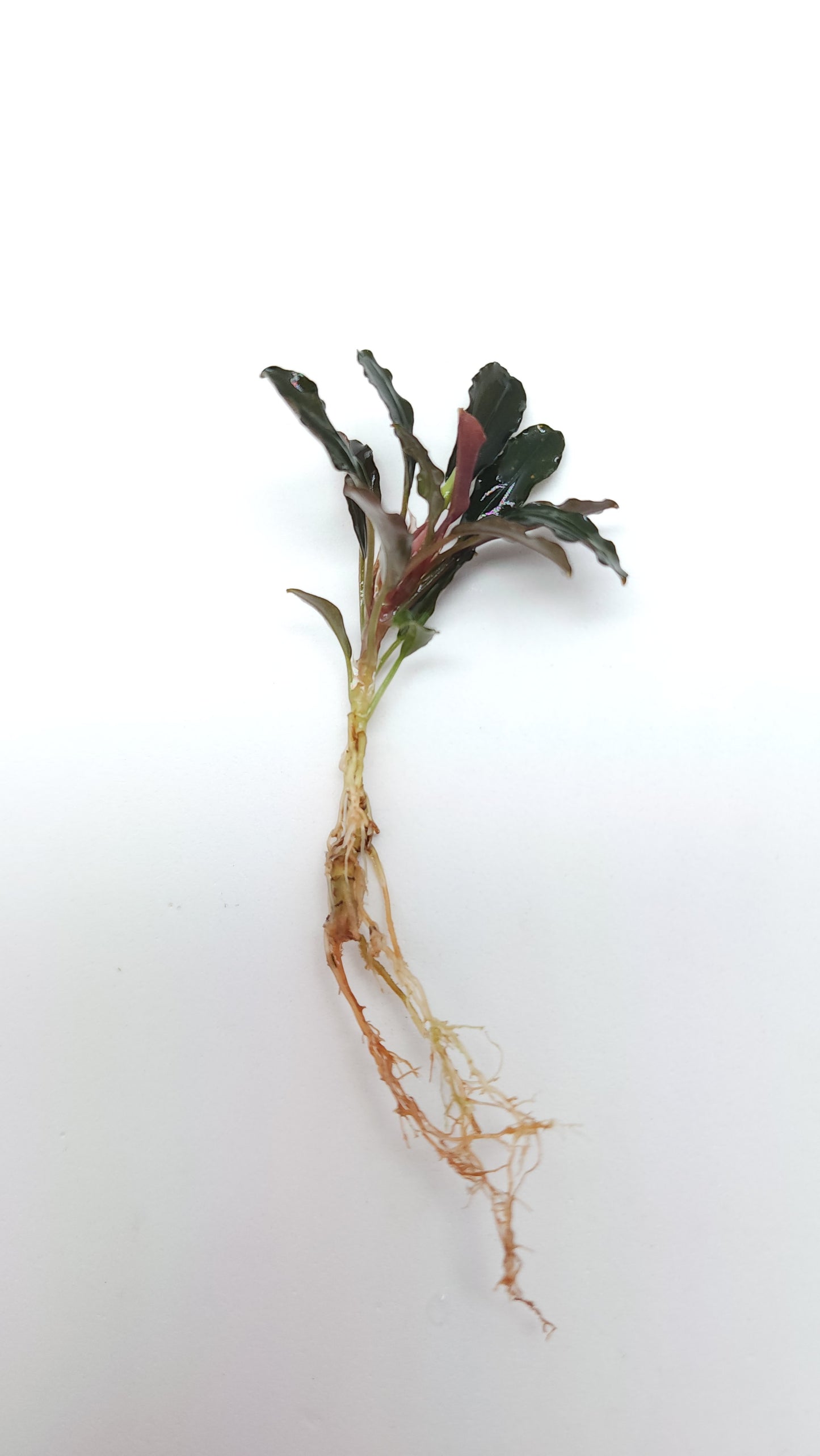 BUCEPHALANDRA BROWNIE PURPLE
