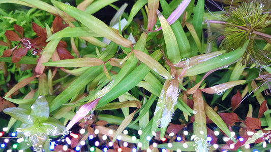 Persicaria praetermissa (sao paulo)