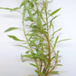 Ludwigia inclinata cuba white edge