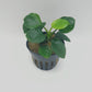 Anubias Barteri Round (Golden Coin)