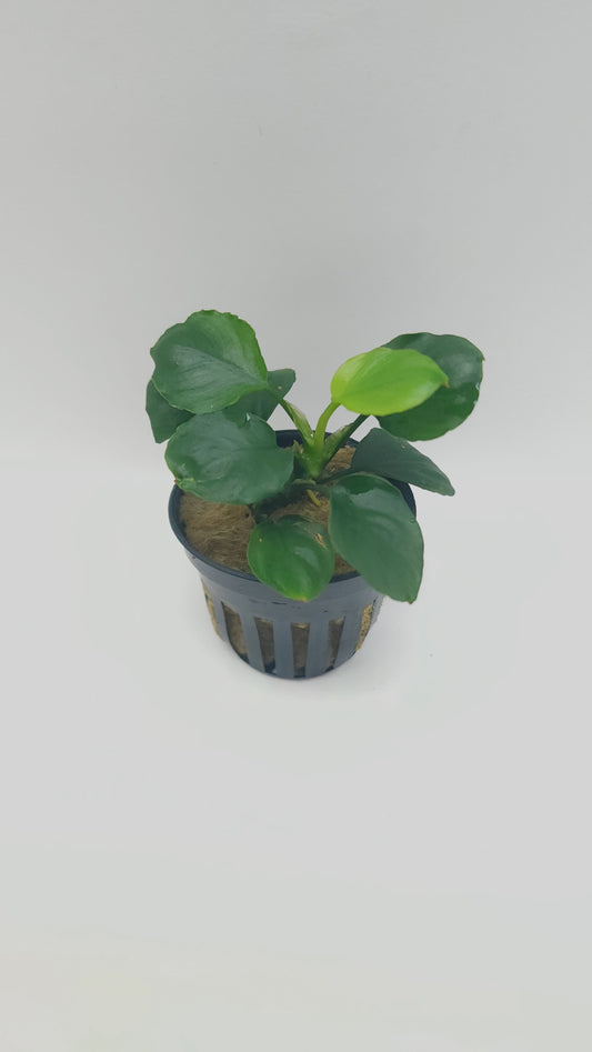 Anubias Barteri Round (Golden Coin)