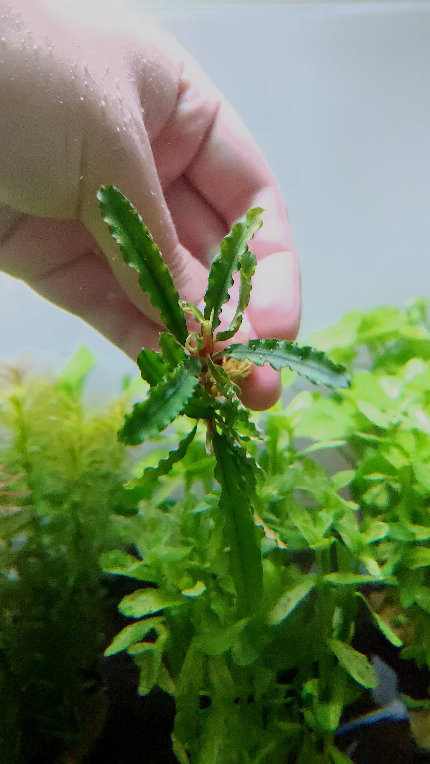 BUCEPHALANDRA CATHERINAE