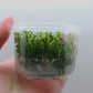 Ludwigia inclinata var verticillata curly (tornado) T/C CUP