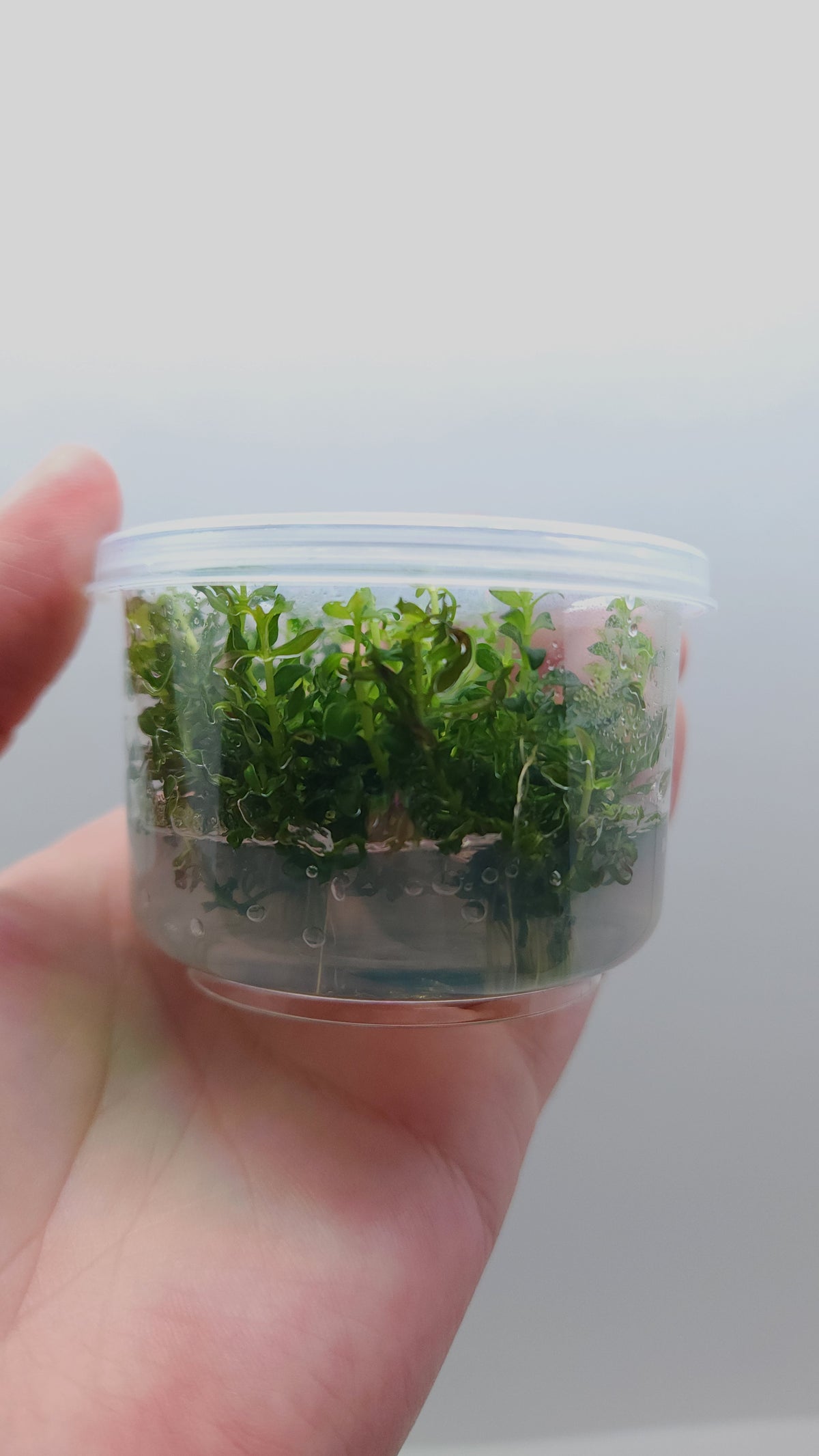 Ludwigia inclinata var verticillata curly (tornado) T/C CUP