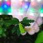 BUCEPHALANDRA SP. BIBILIS SKYBLUE