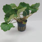 Saxifraga stolonifera (strawberry begonia)