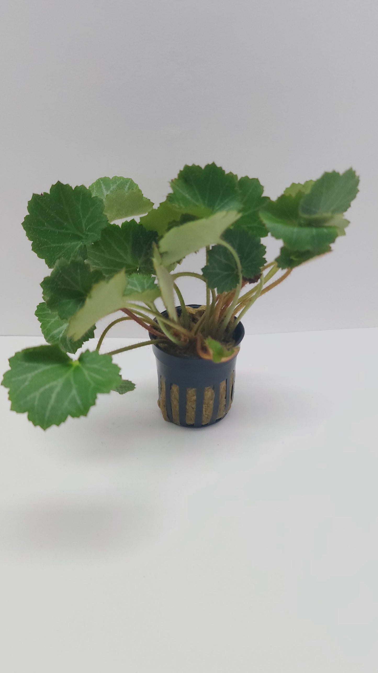 Saxifraga stolonifera (strawberry begonia)