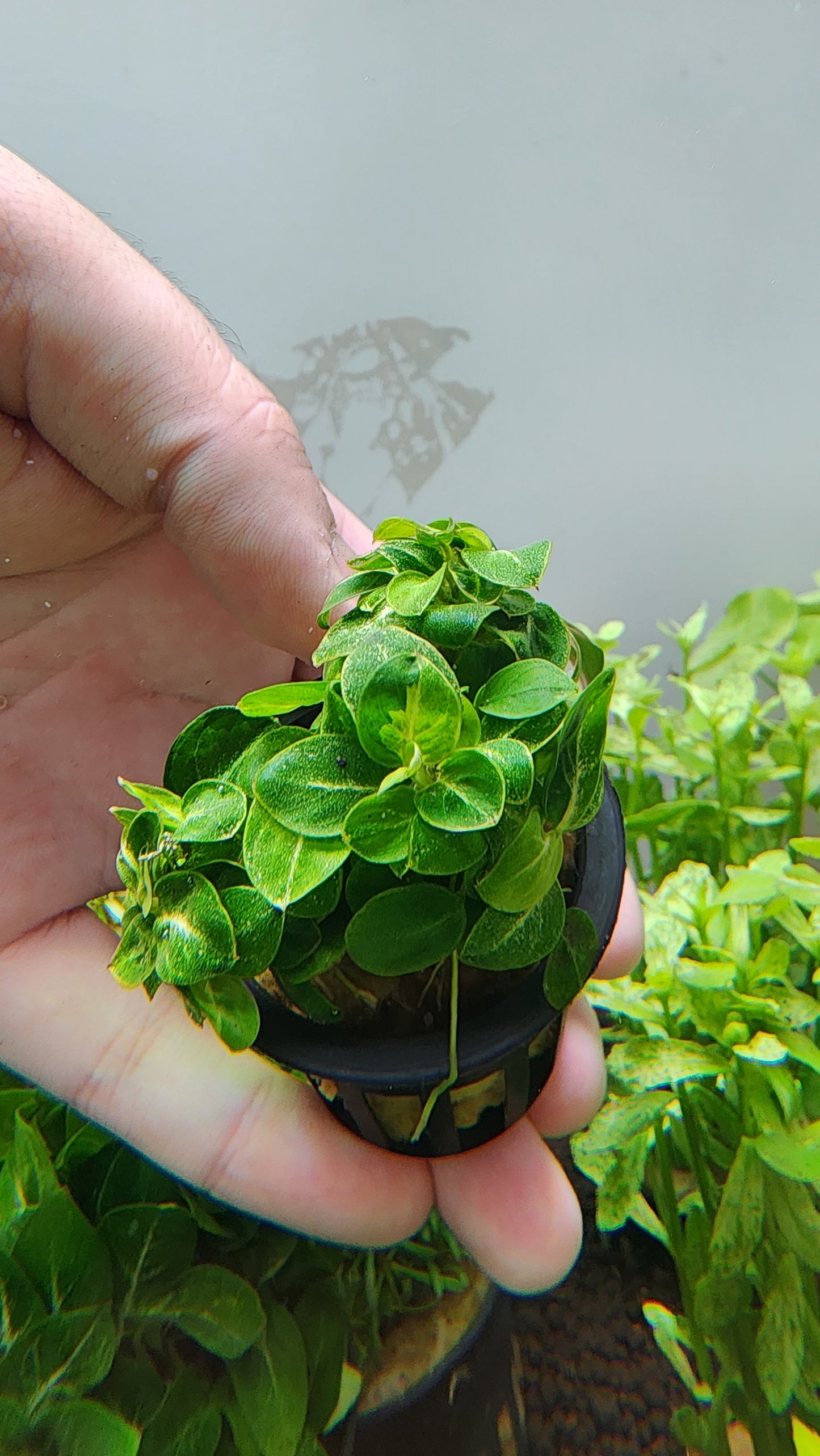 Anubias stardust mini