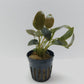 Lagenandra meeboldii red round