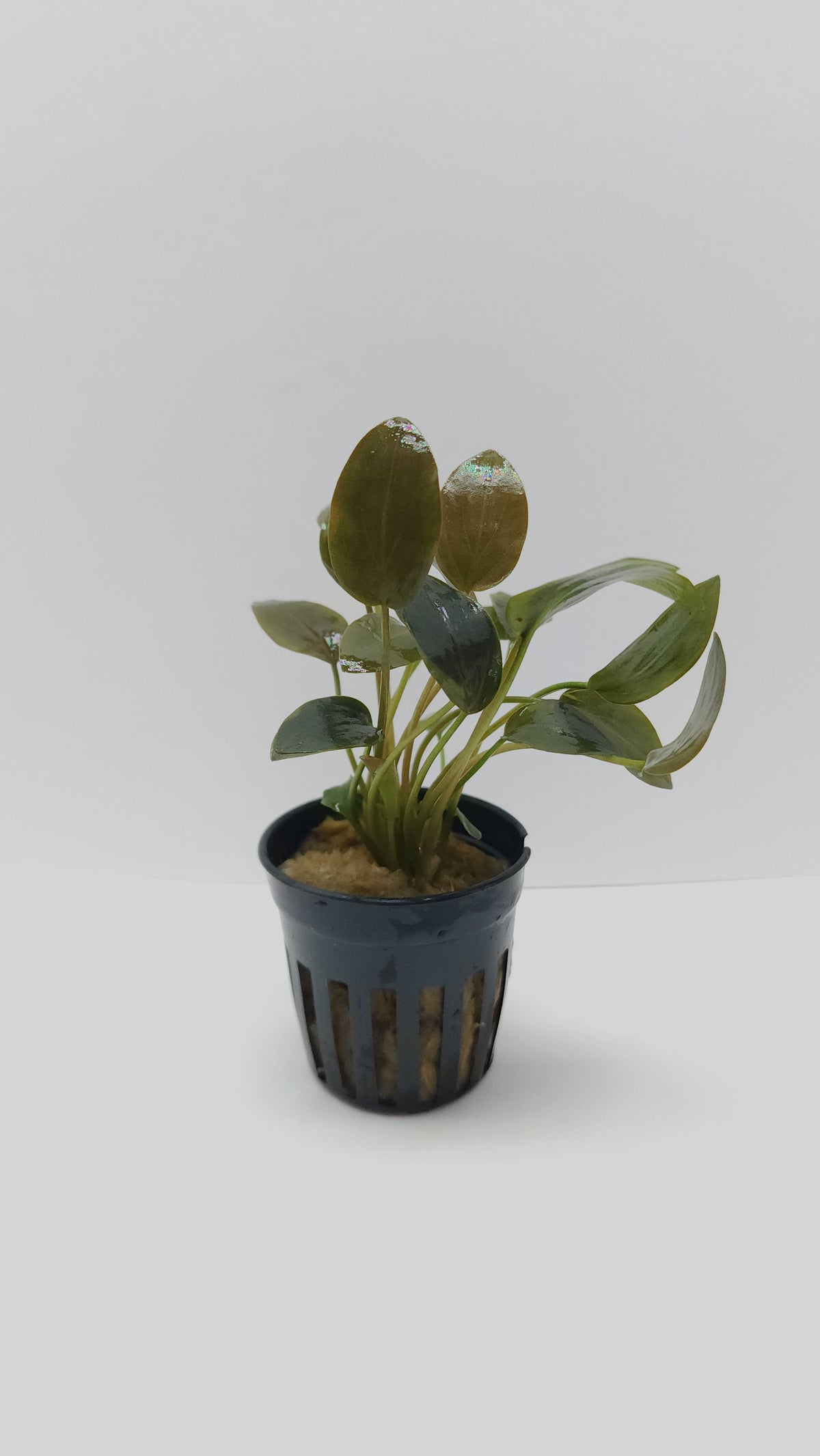 Lagenandra meeboldii red round