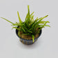 Sagittaria pusilla