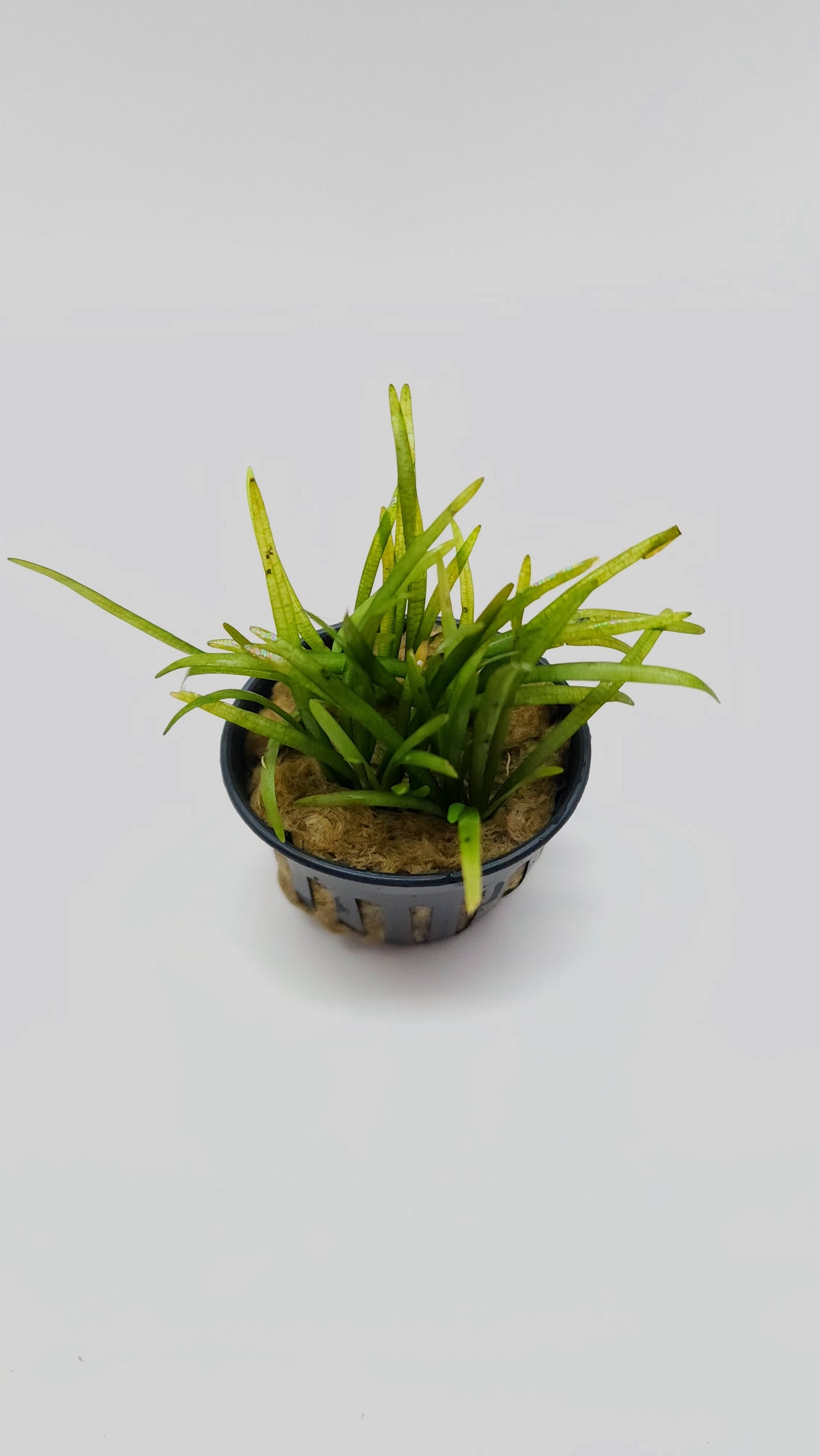 Sagittaria pusilla