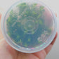 Ludwigia inclinata var verticillata curly (tornado) T/C CUP