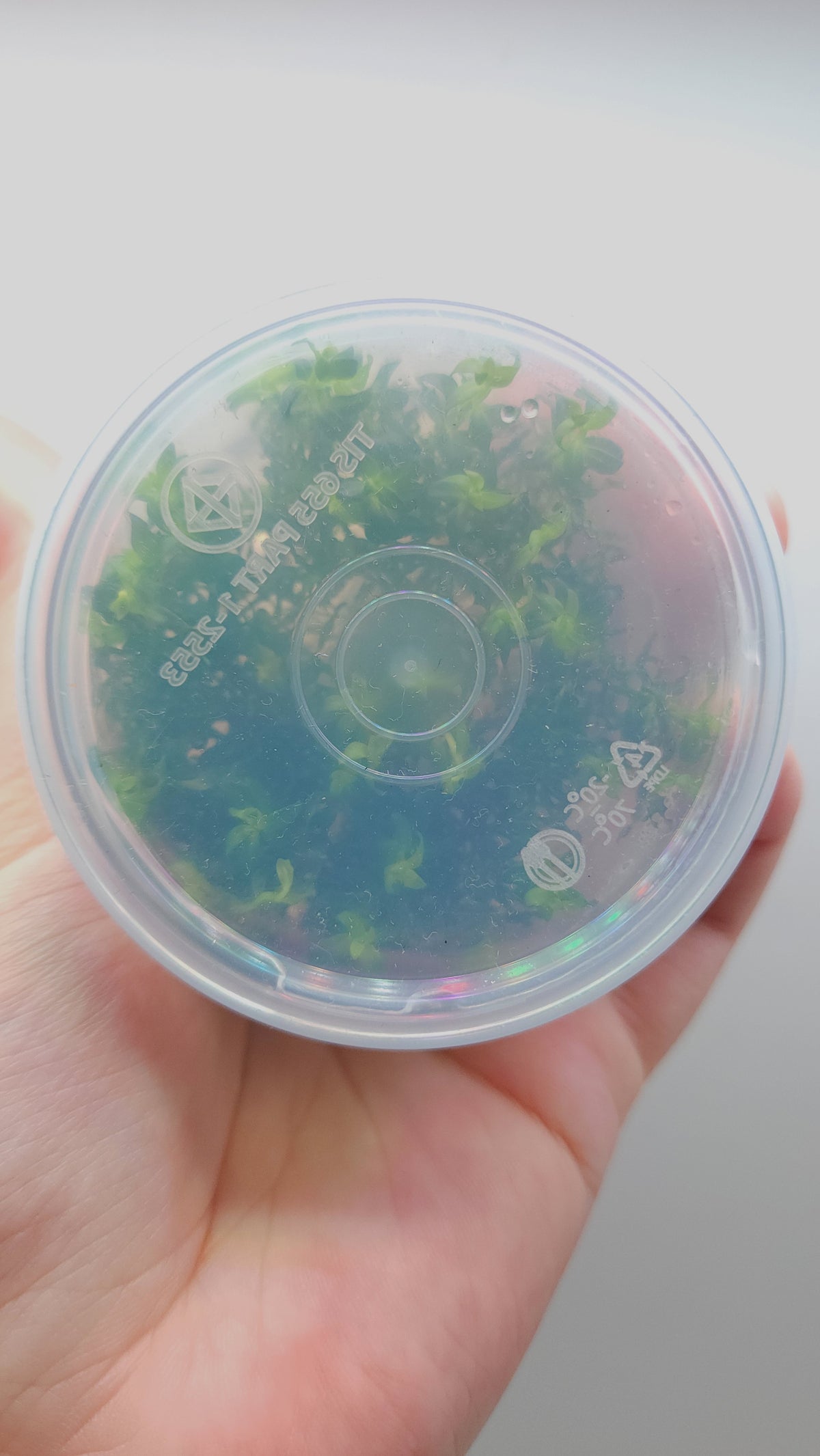 Ludwigia inclinata var verticillata curly (tornado) T/C CUP