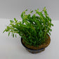 Rotala nanjenshan