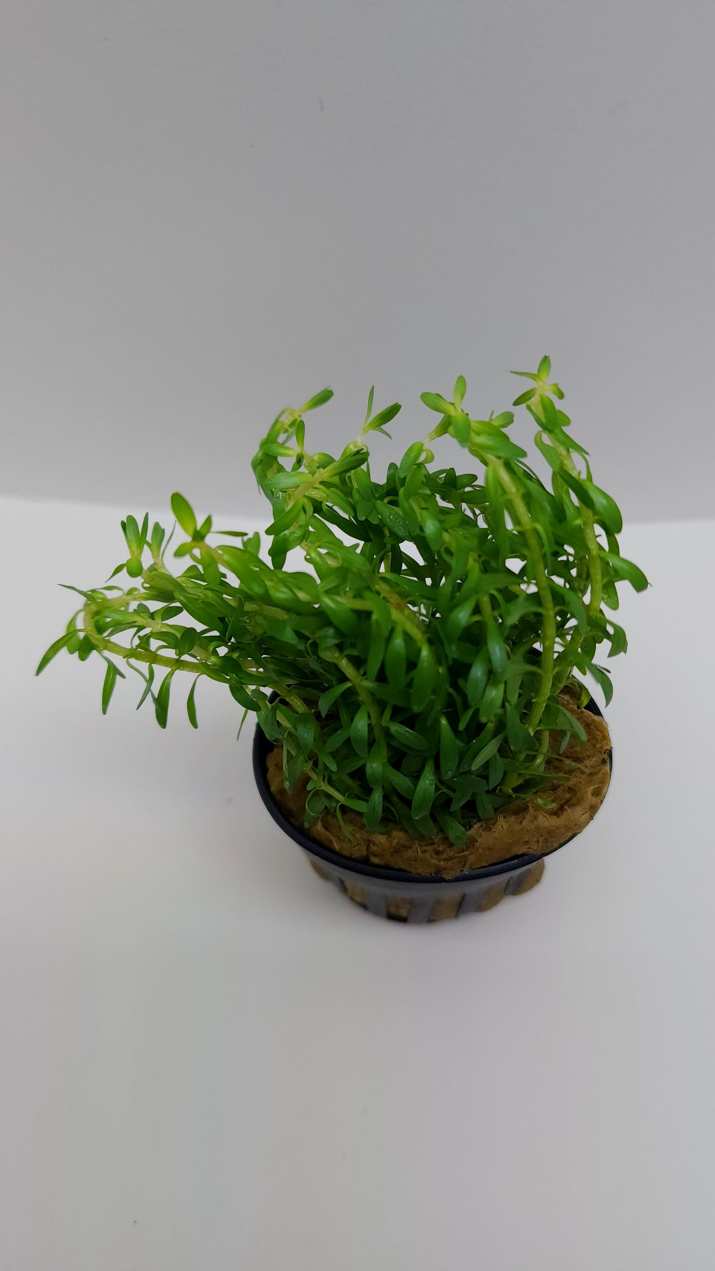 Rotala nanjenshan