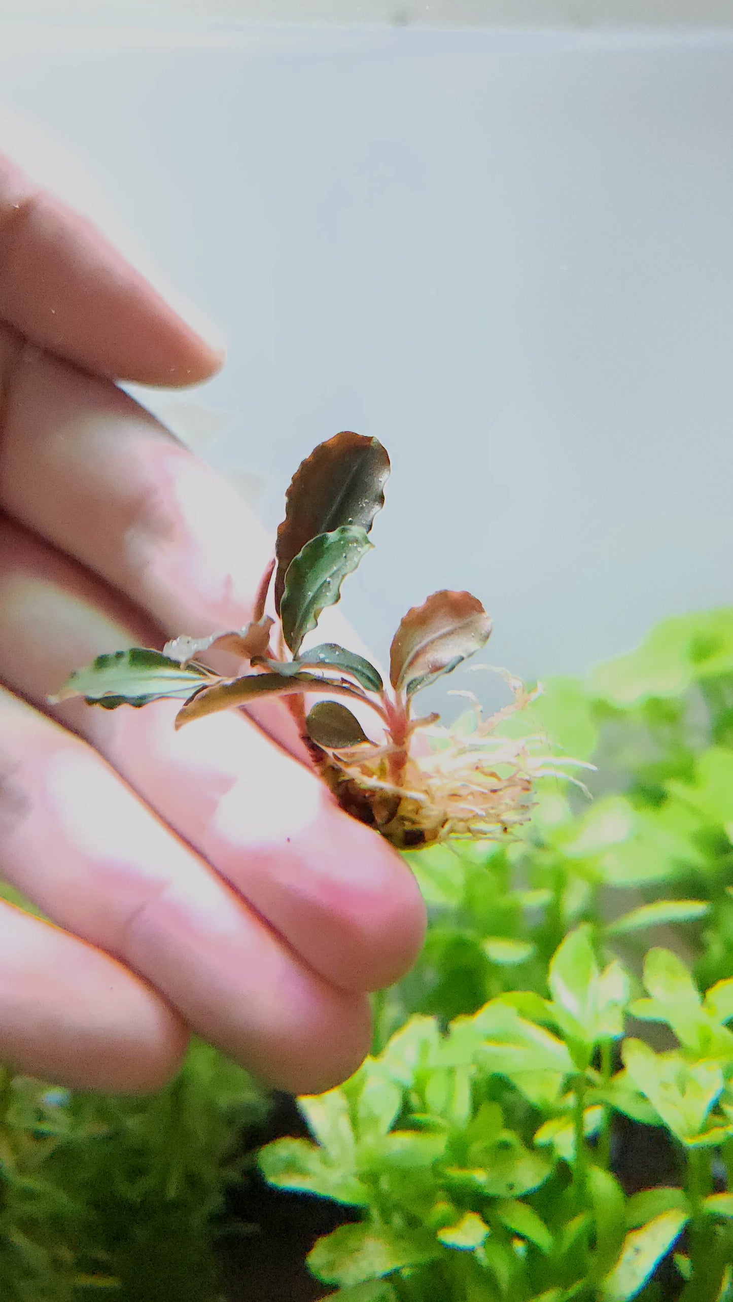 BUCEPHALANDRA BROWNIE PURPLE