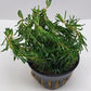 Rotala bossii