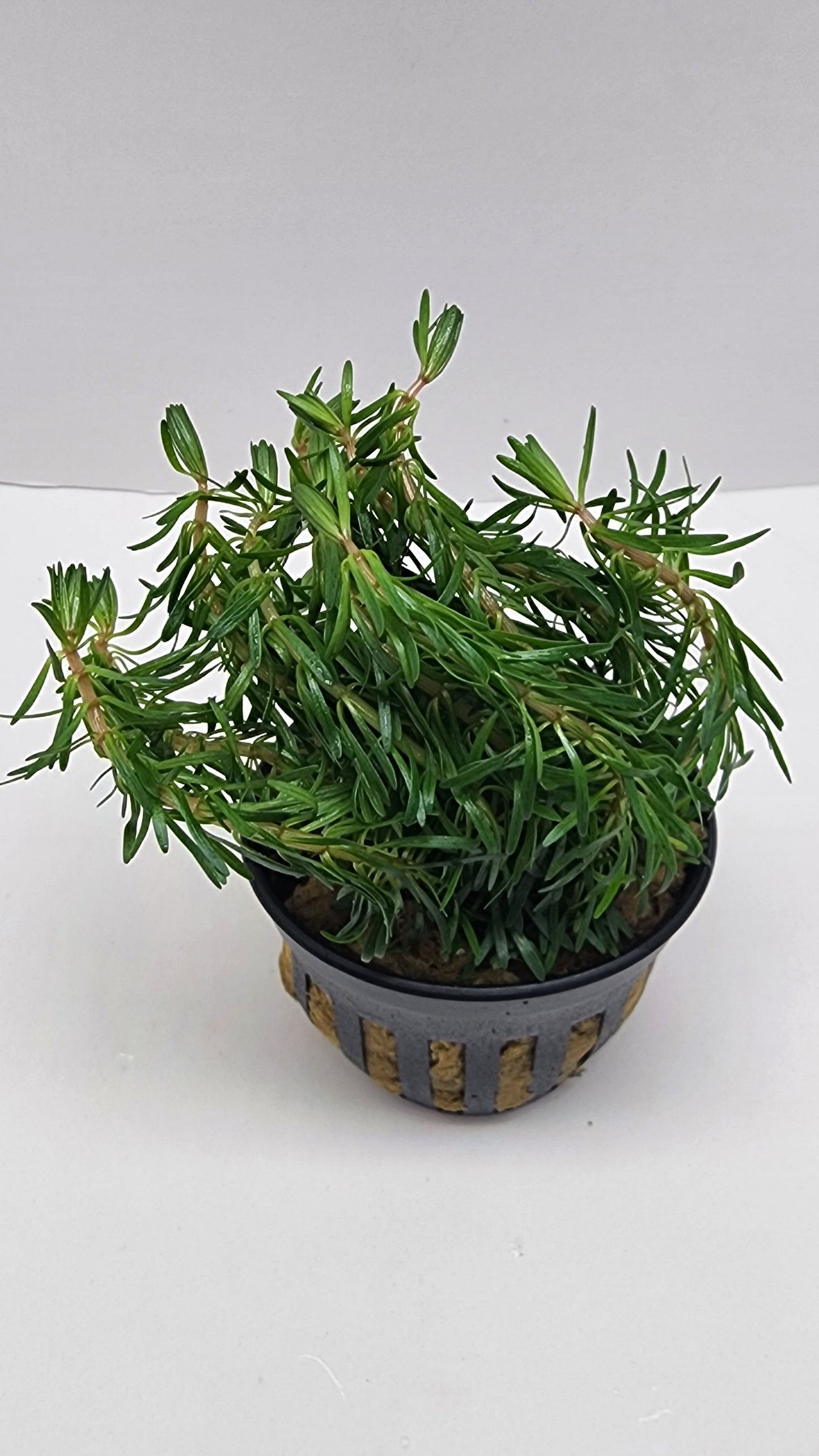 Rotala bossii