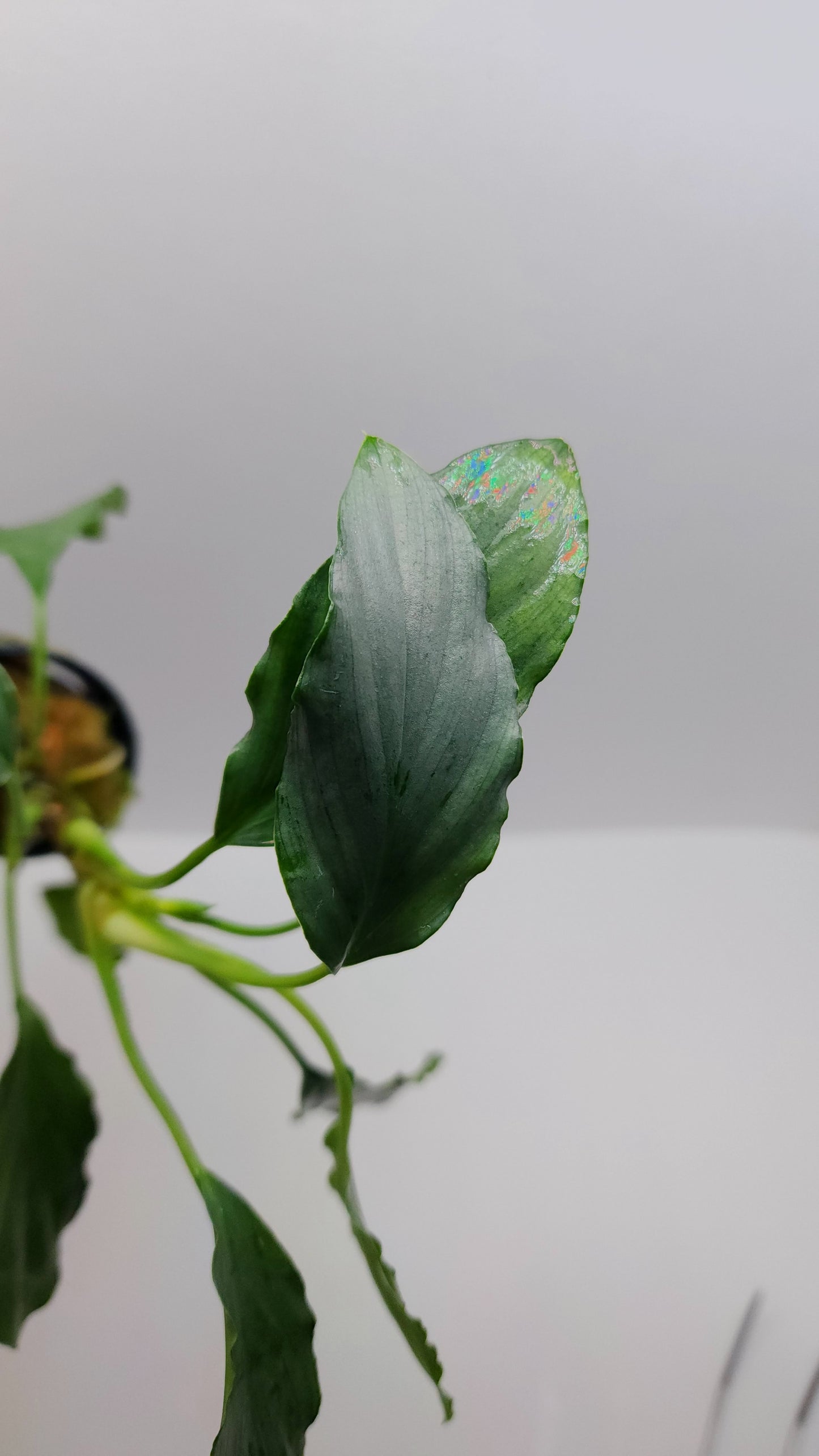 Homalomena sp. Silver