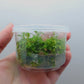 Pogostemon helferi T/C CUP
