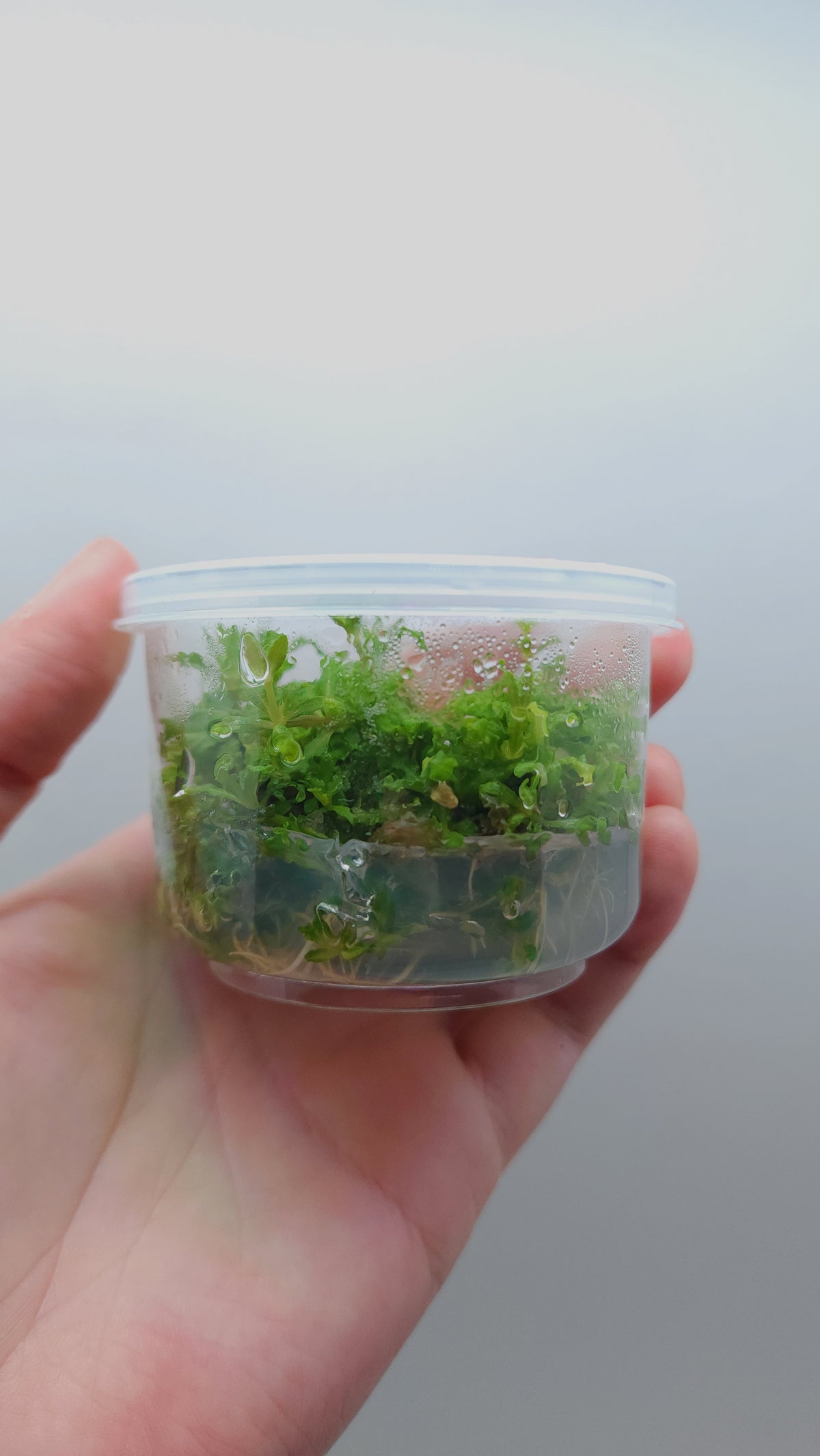 Pogostemon helferi T/C CUP