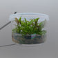 Cryptocoryne yujii T/C CUP