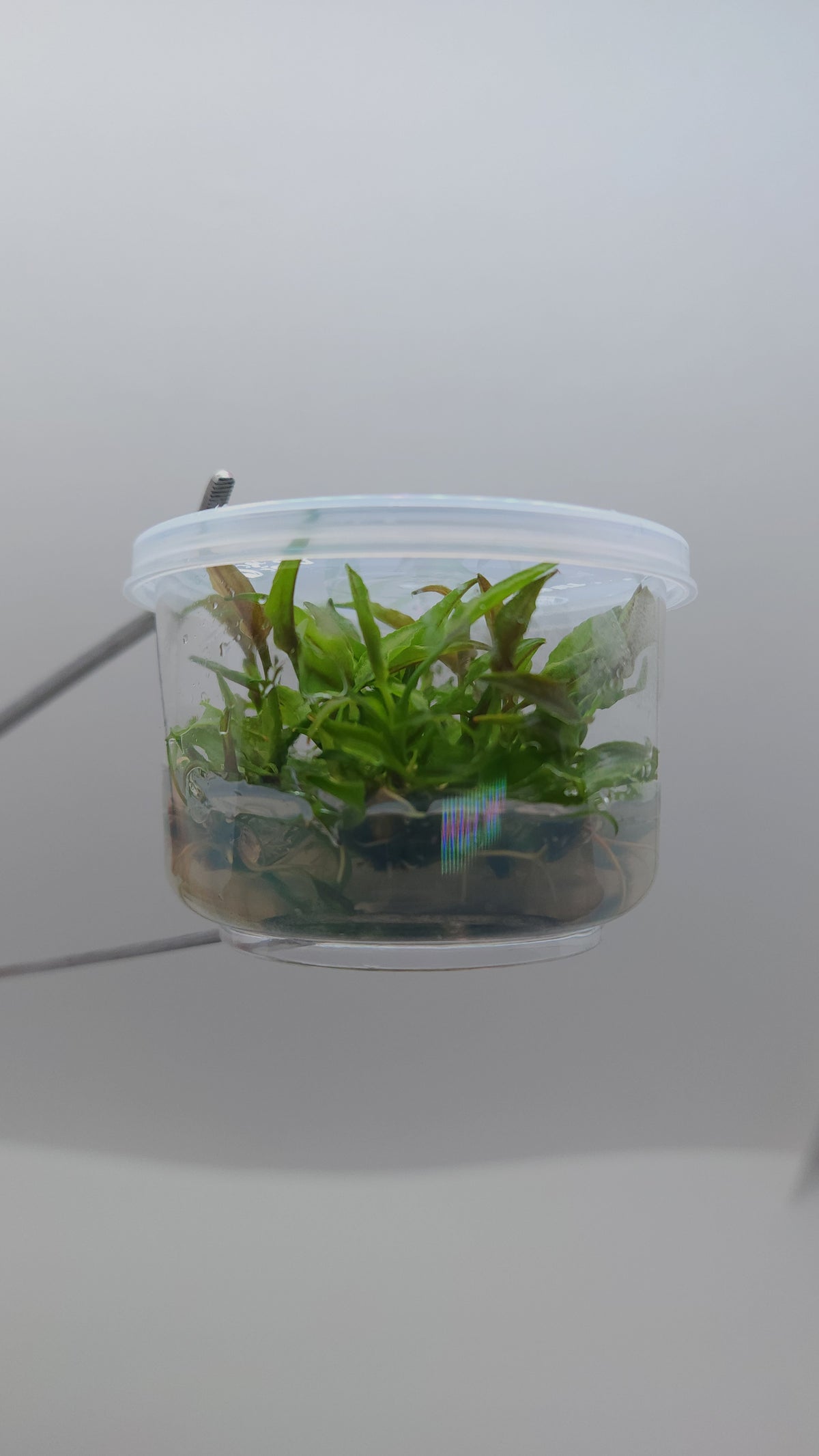 Cryptocoryne yujii T/C CUP