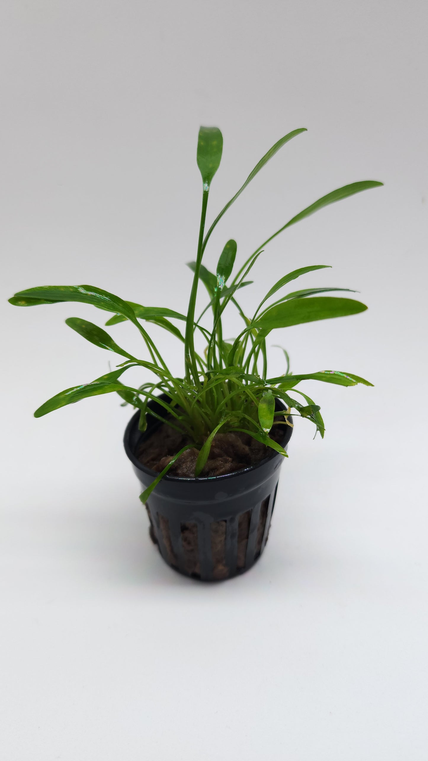 Cryptocoryne Lucens