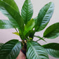 Anubias heterophylla Extra Large MOTHER POT