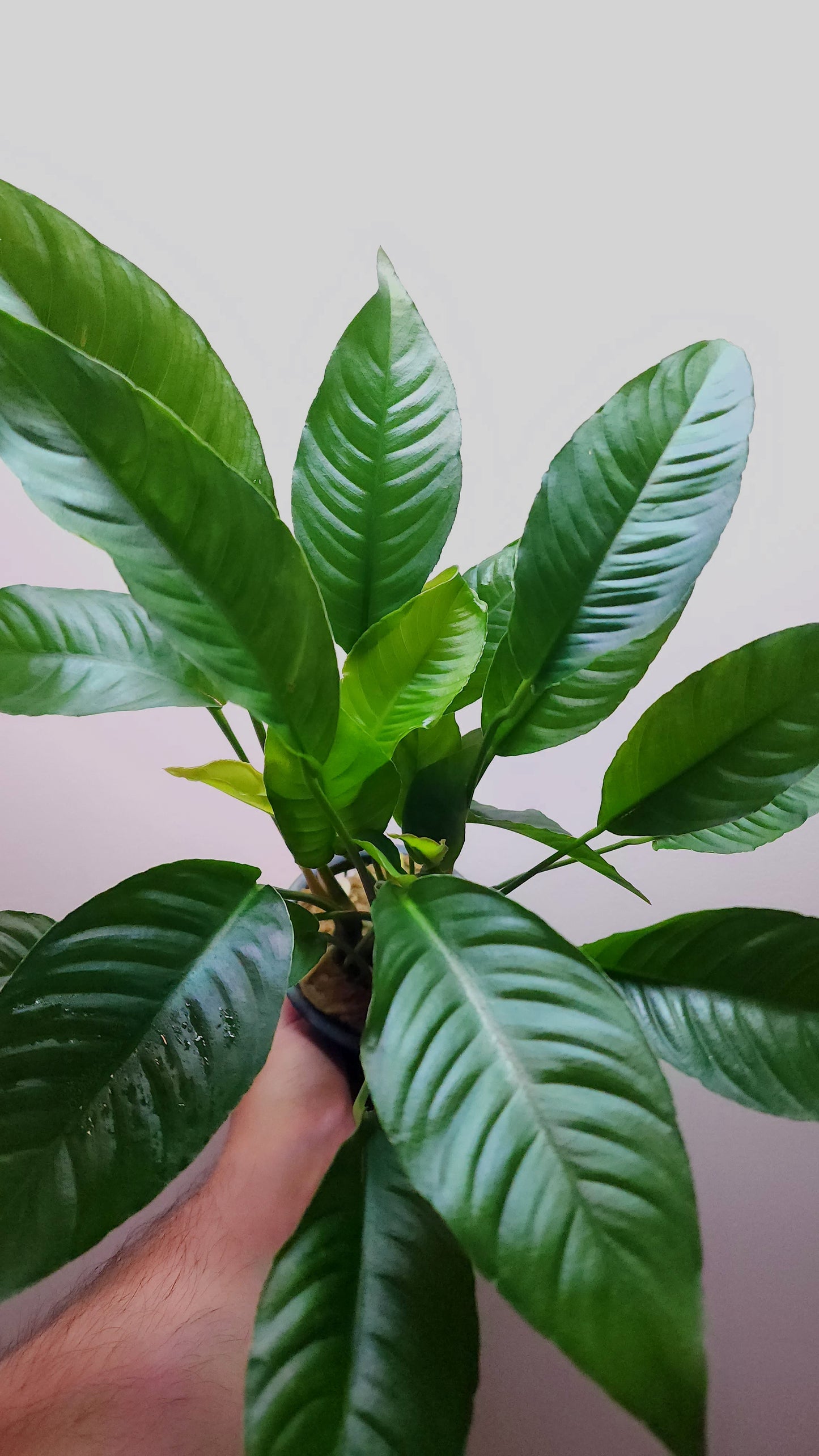 Anubias heterophylla Extra Large MOTHER POT
